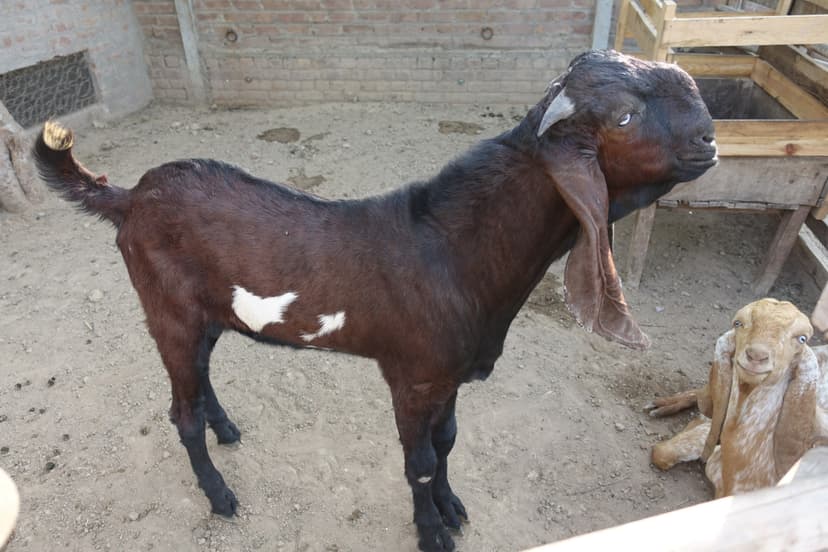 Beetal Goat: Complete Breed Guide 2025 | Dual Purpose Production ...
