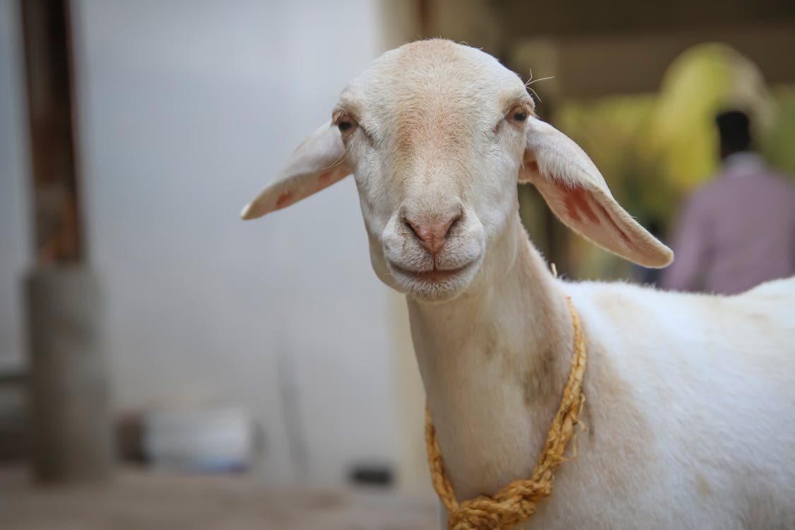 Best Goat Breeds for Meat Production: Top Breeds Ranked