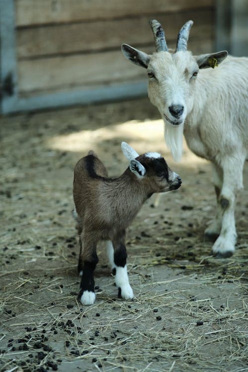 Goat Kidding Guide: How to Help Your Goat Give Birth Safely