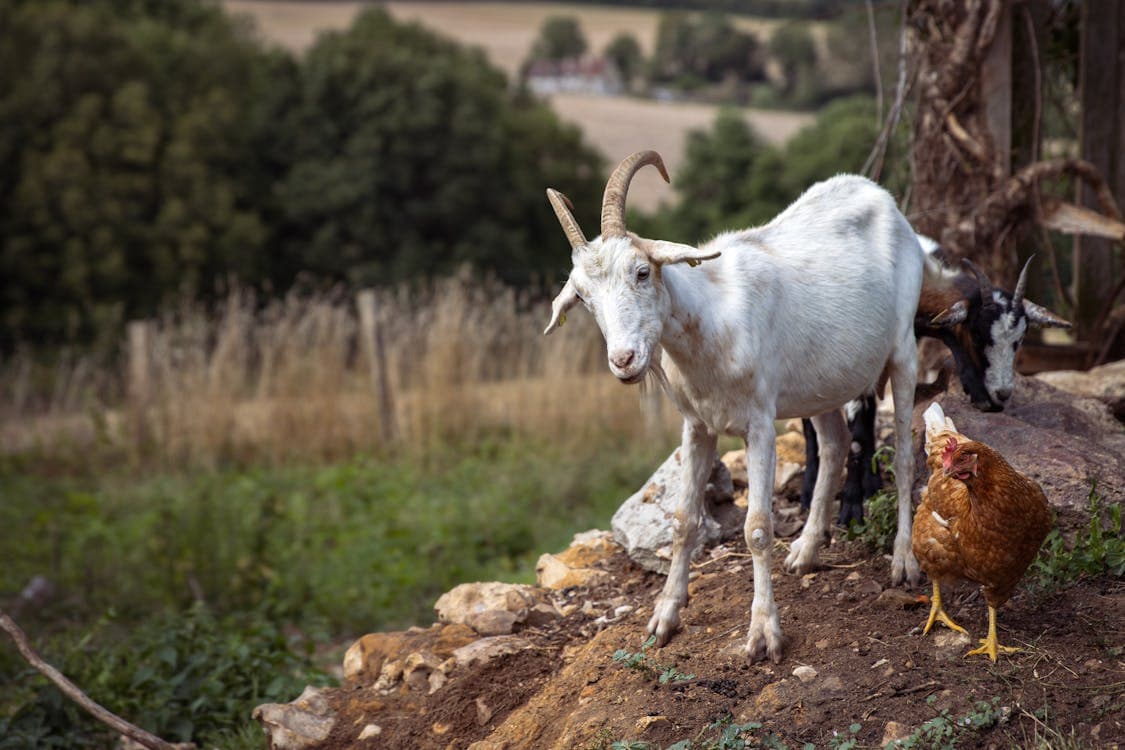 Raising Goats and Chickens Together: Benefits, Challenges, and Tips