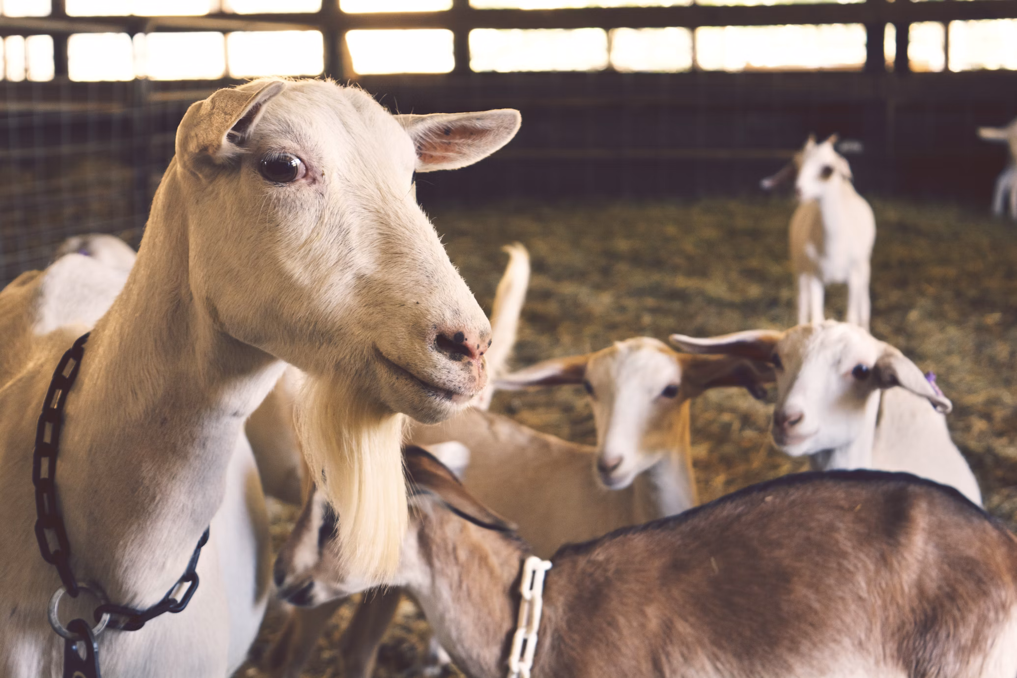Deworming and Parasite Treatment
