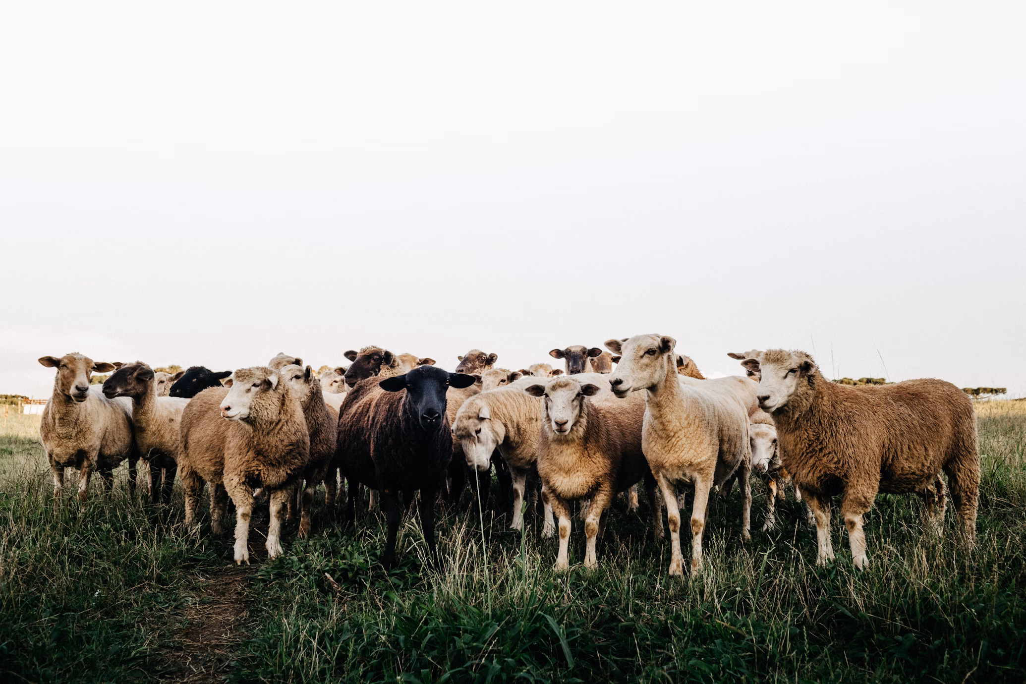 Goat Farm